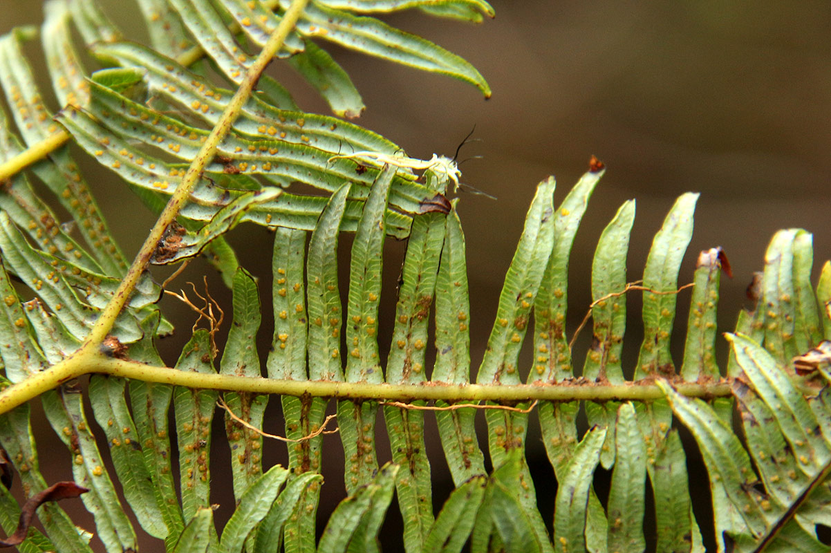 Sticherus umbraculifer