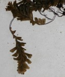 Hymenophyllum capense