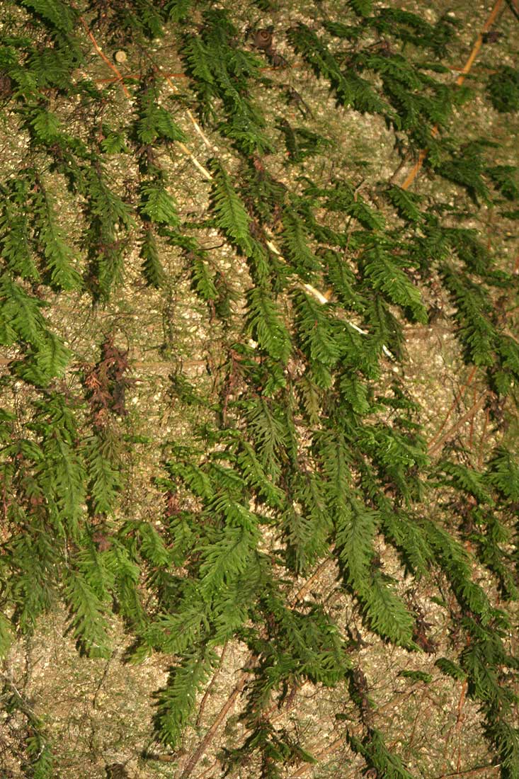 Hymenophyllum capense