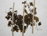 Hymenophyllum sibthorpioides