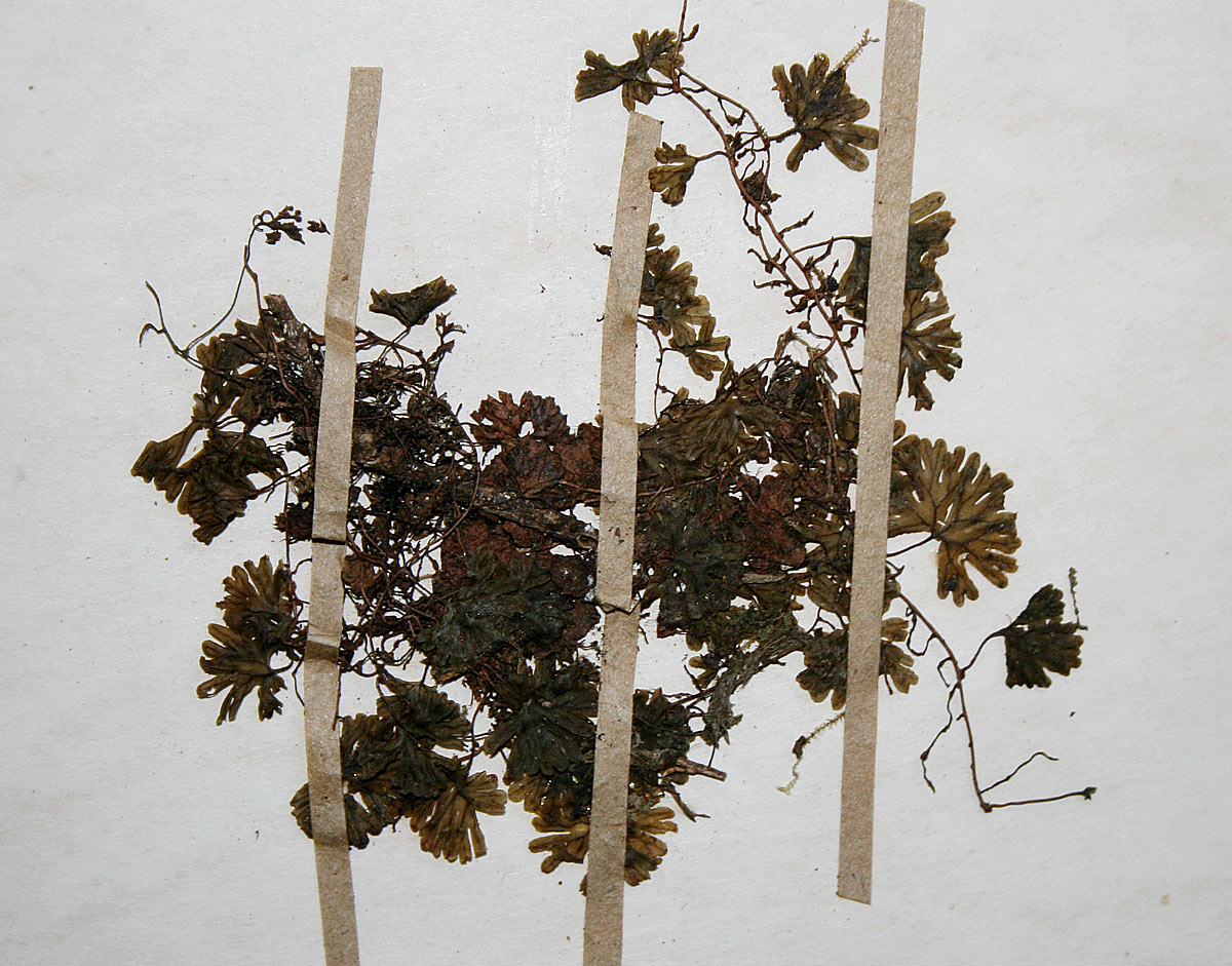 Hymenophyllum sibthorpioides