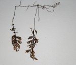 Hymenophyllum tunbridgense