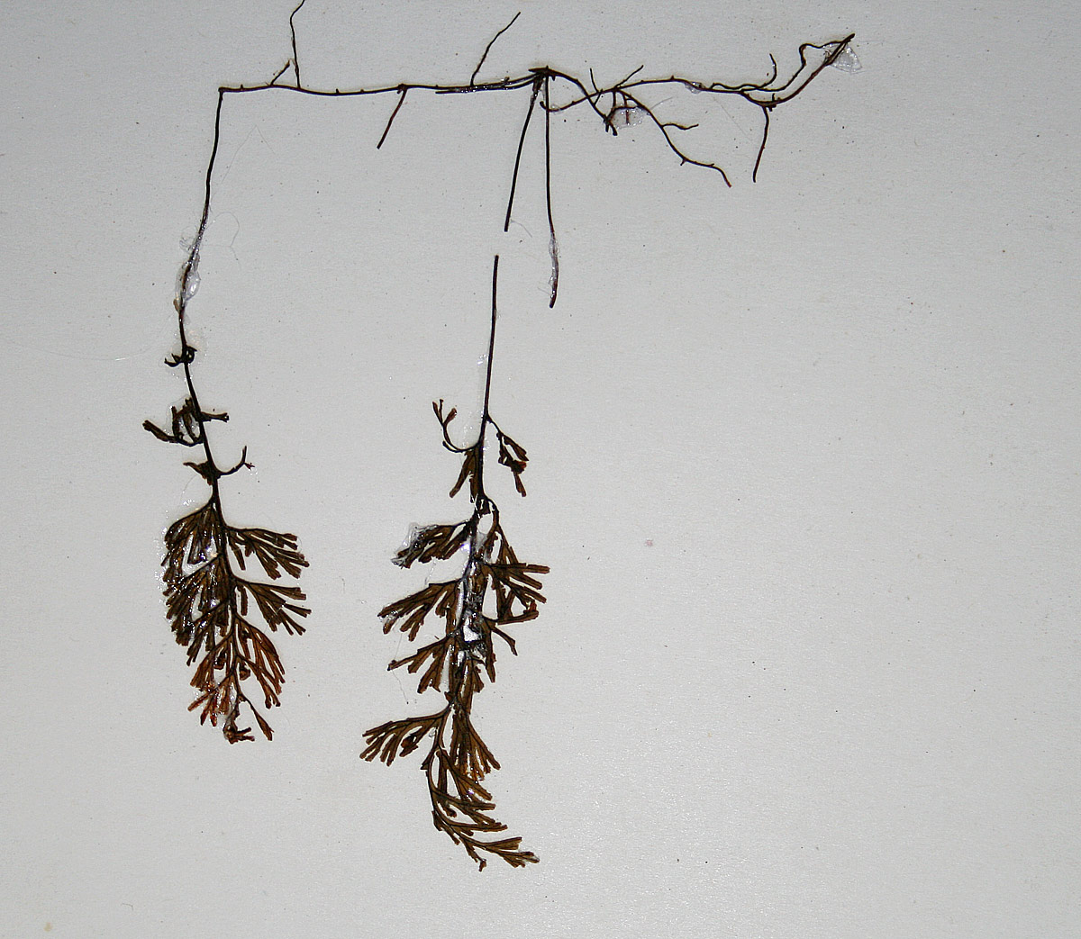 Hymenophyllum tunbridgense