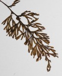 Hymenophyllum tunbridgense