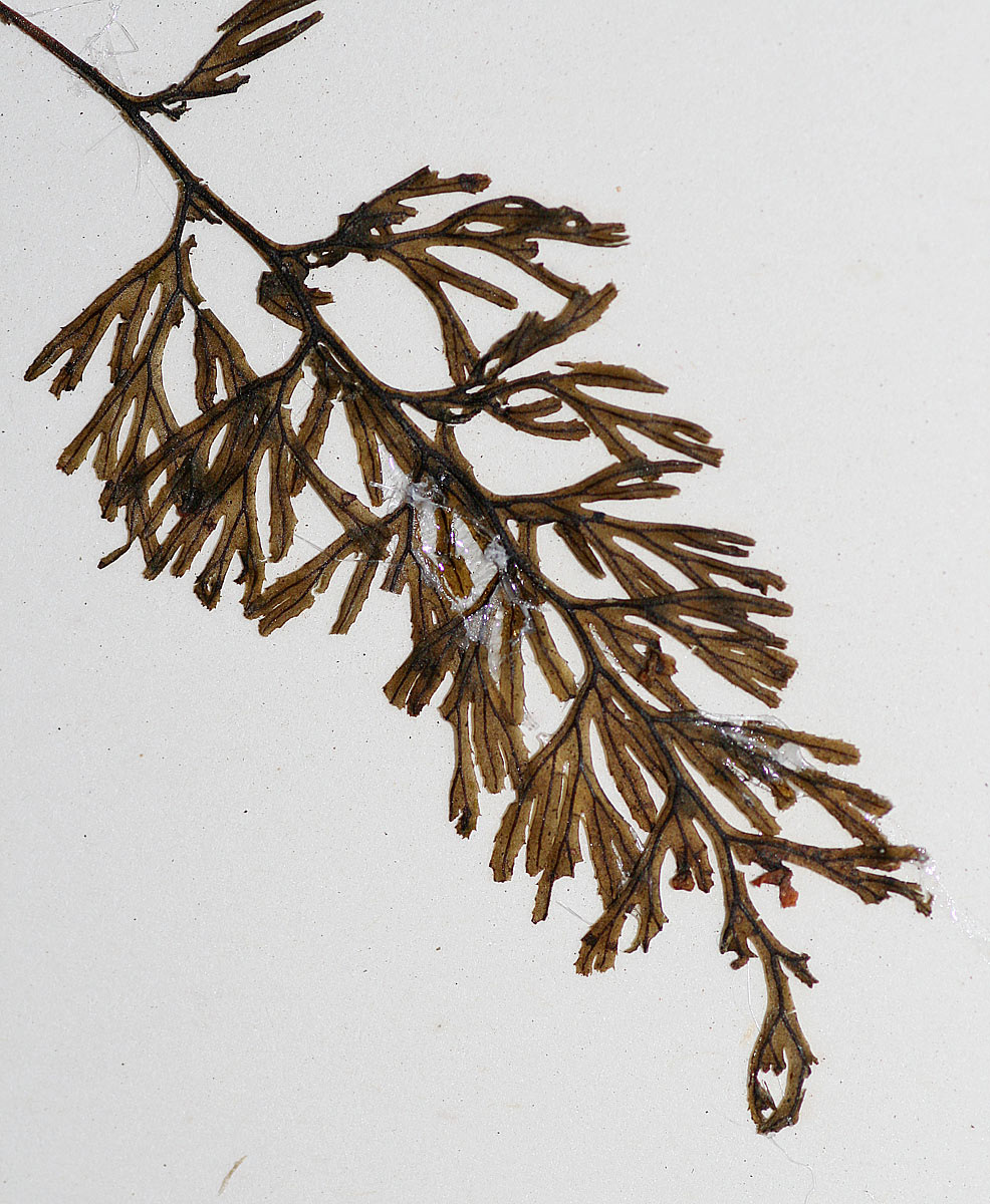 Hymenophyllum tunbridgense
