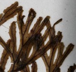 Hymenophyllum tunbridgense