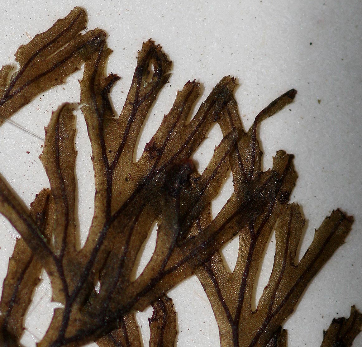 Hymenophyllum tunbridgense