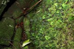 Hymenophyllum tunbridgense