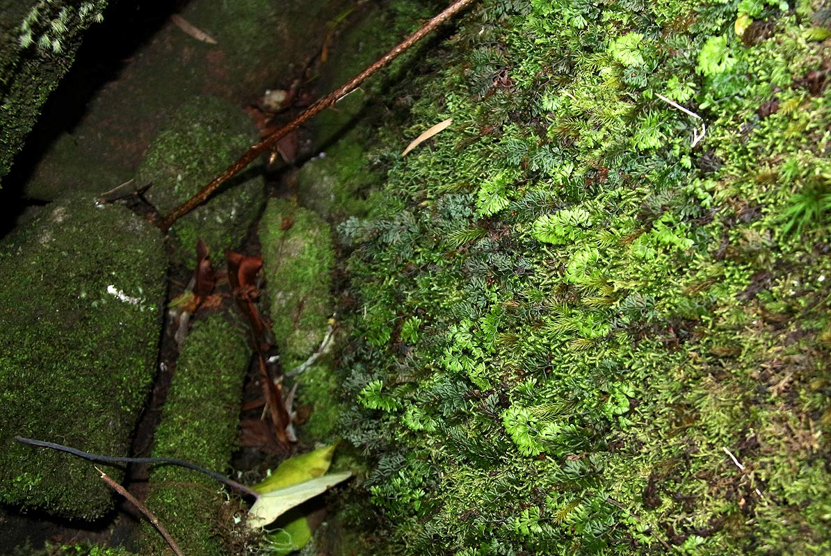 Hymenophyllum tunbridgense
