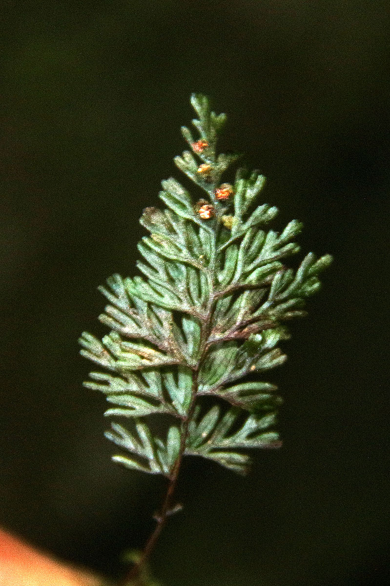 Hymenophyllum tunbridgense