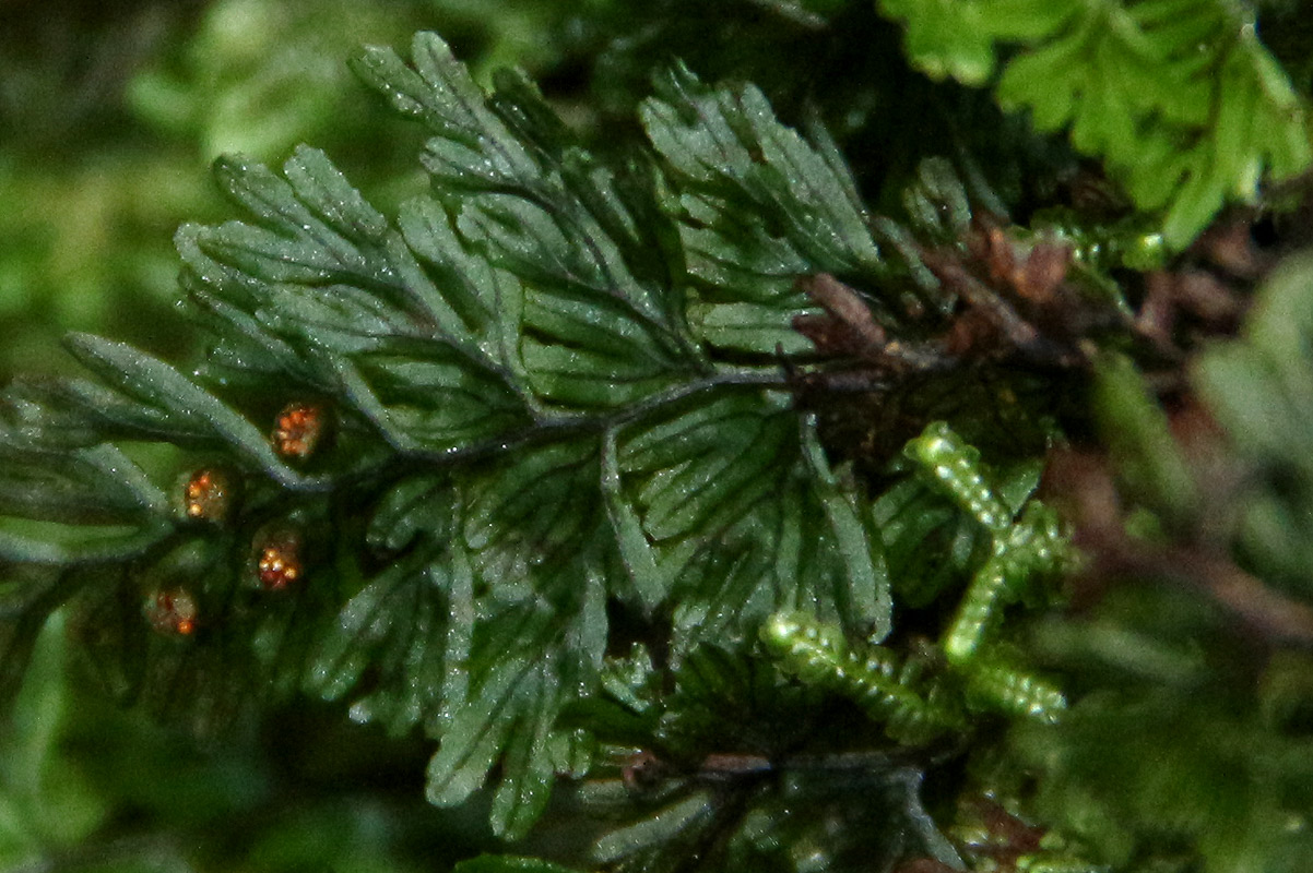 Hymenophyllum tunbridgense