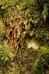Hymenophyllum capillare
