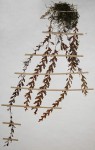 Hymenophyllum hirsutum