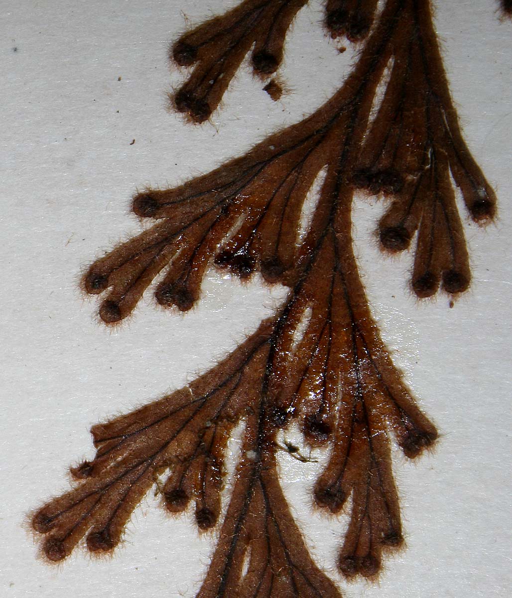 Hymenophyllum hirsutum