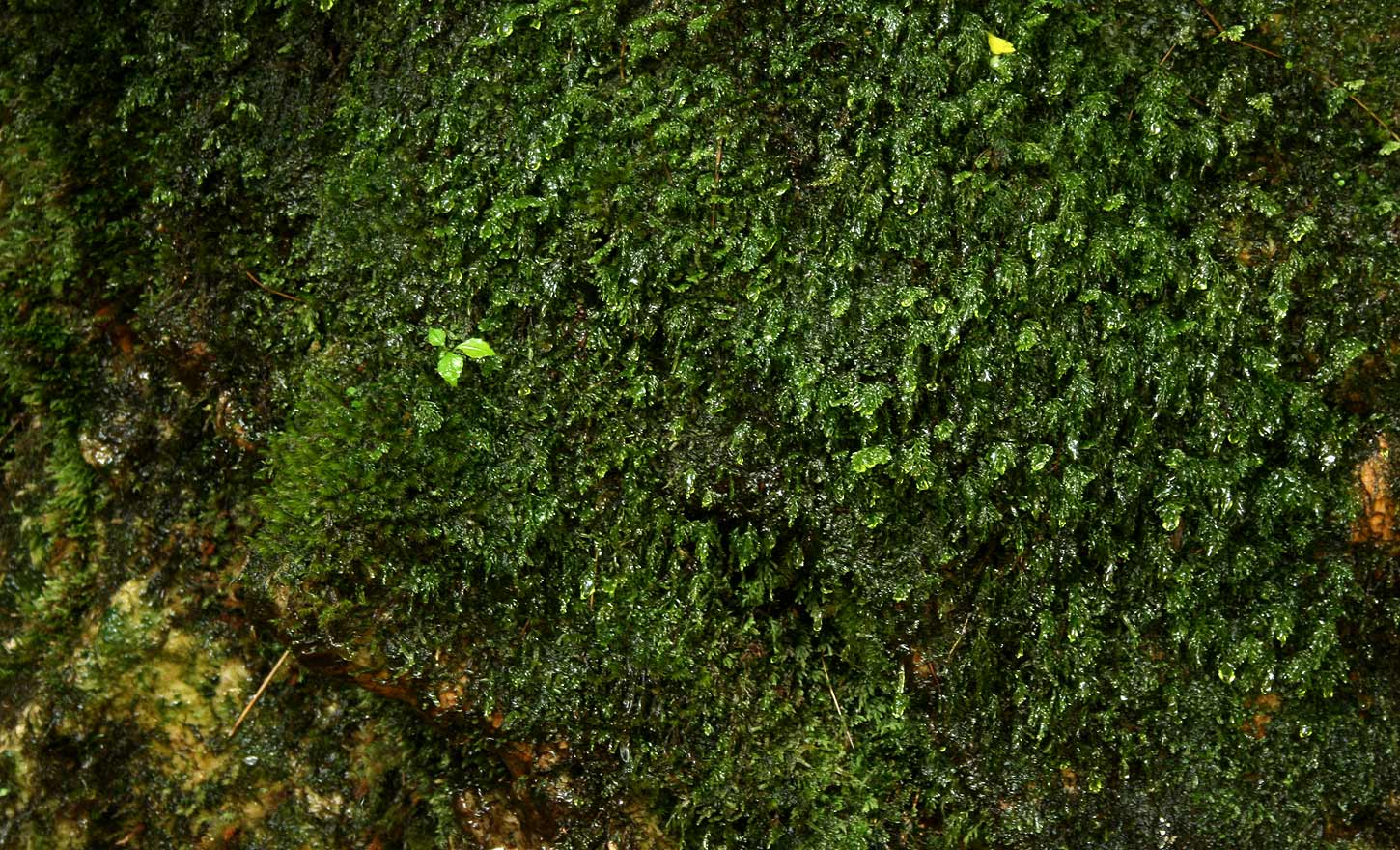 Polyphlebium borbonicum