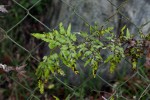 Lygodium kerstenii