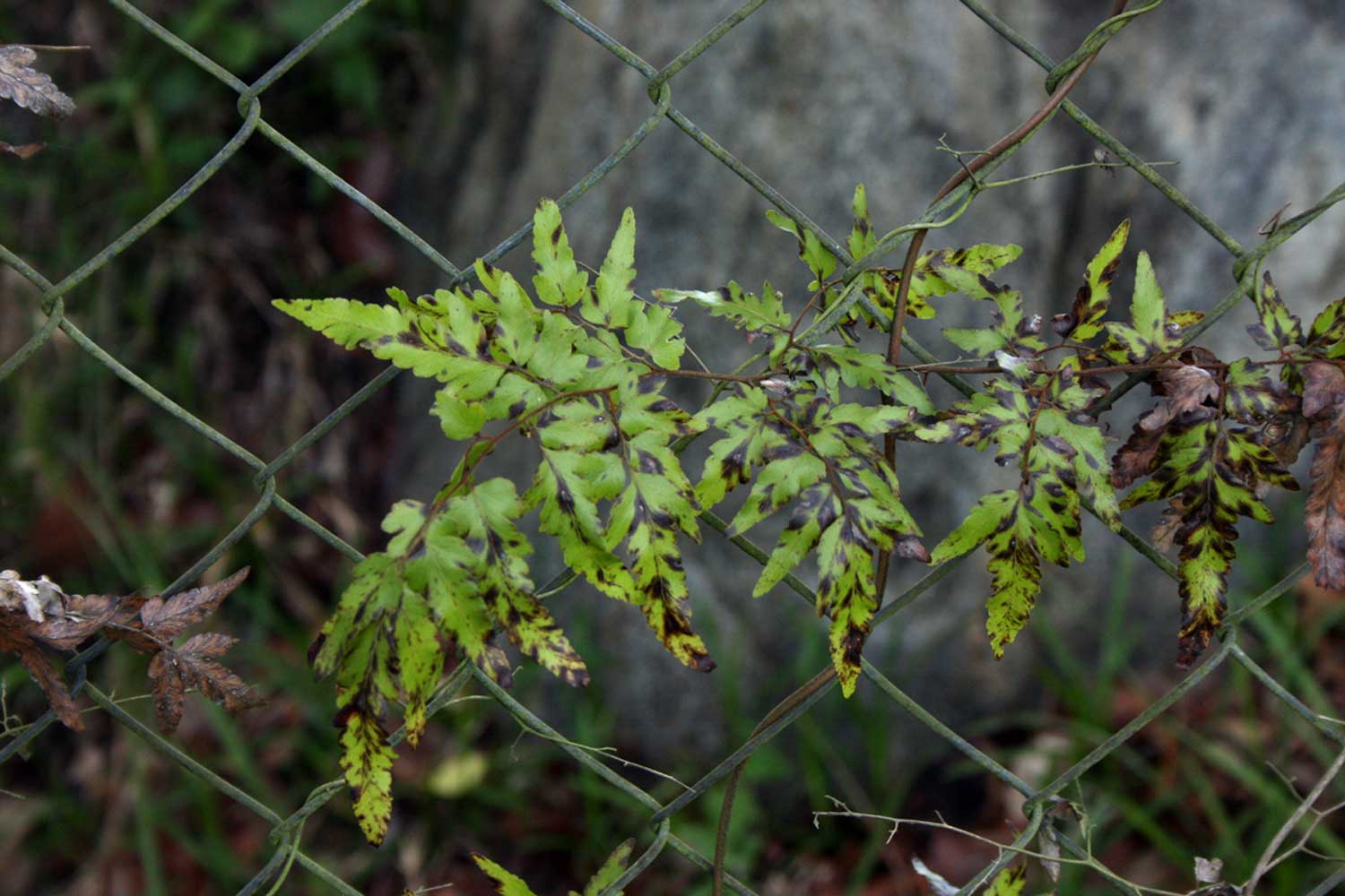 Lygodium kerstenii