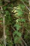 Lygodium kerstenii