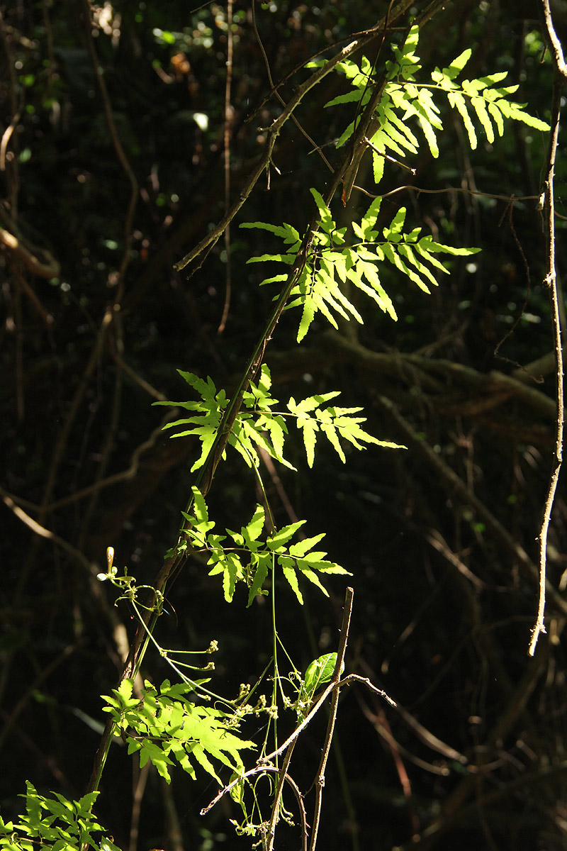 Lygodium kerstenii