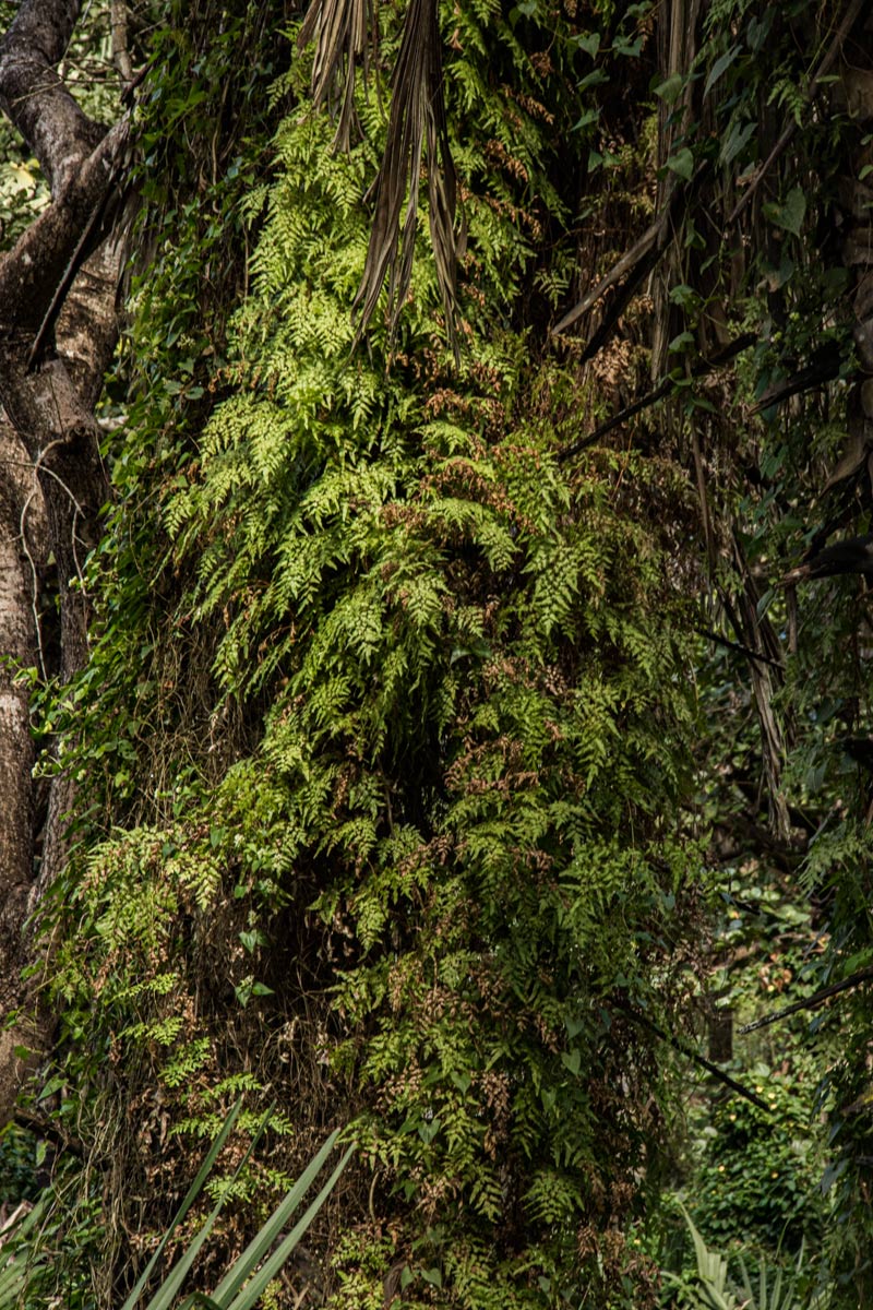 Lygodium kerstenii