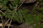 Lygodium kerstenii