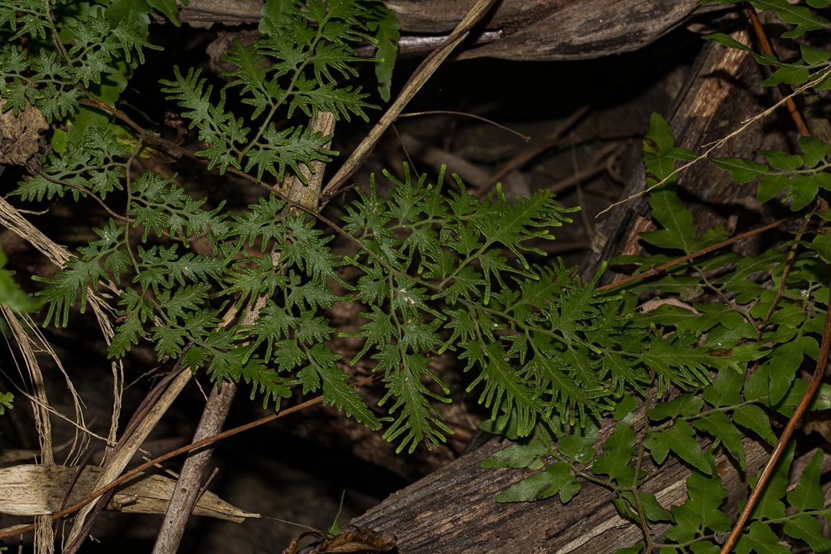 Lygodium kerstenii