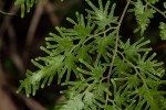 Lygodium kerstenii