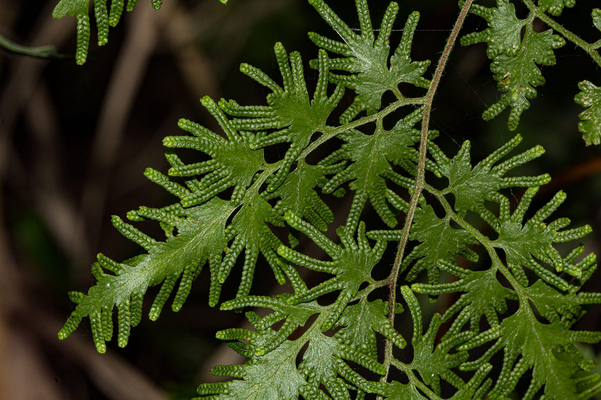 Lygodium kerstenii