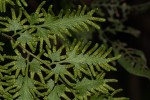 Lygodium kerstenii