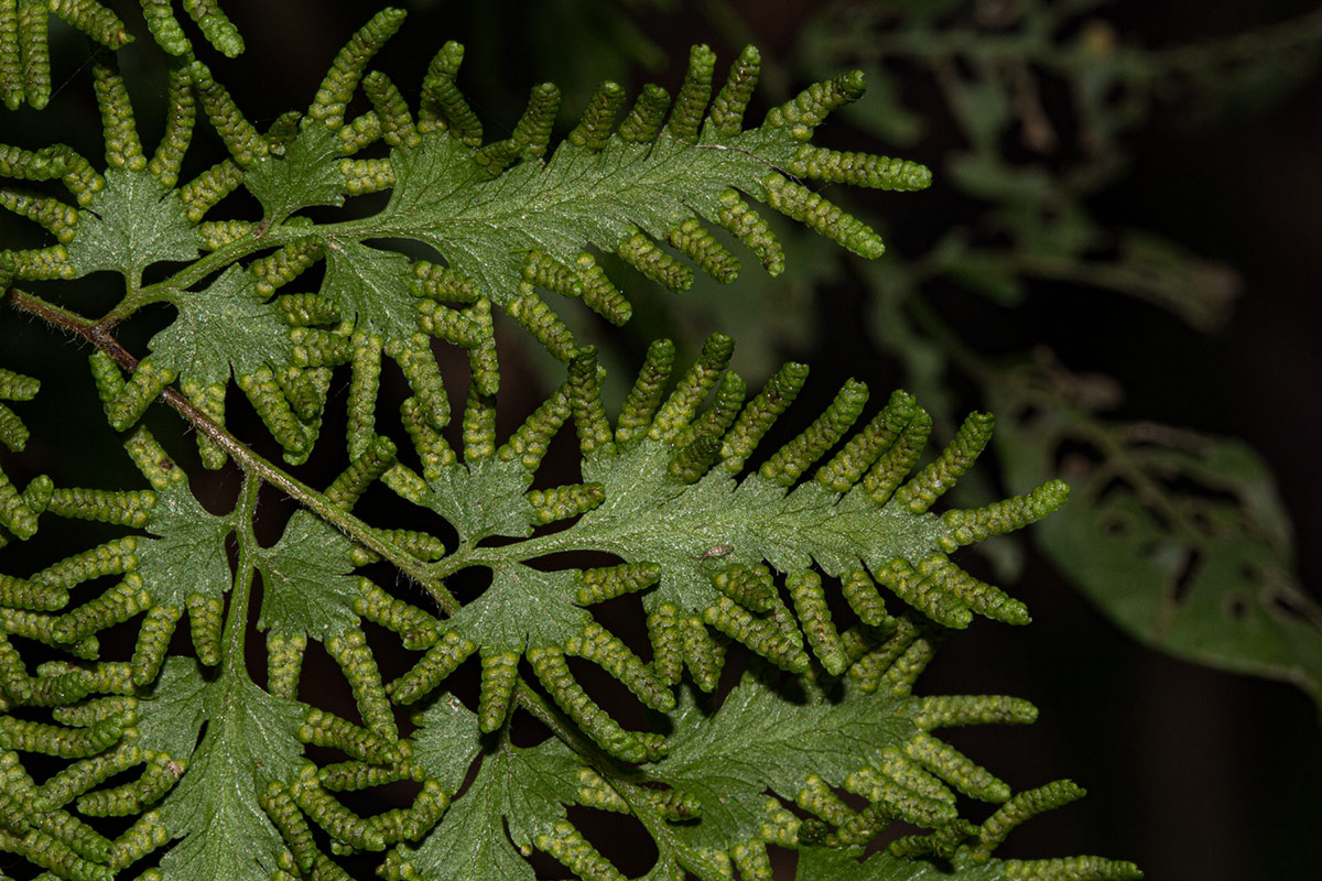 Lygodium kerstenii