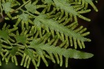 Lygodium kerstenii