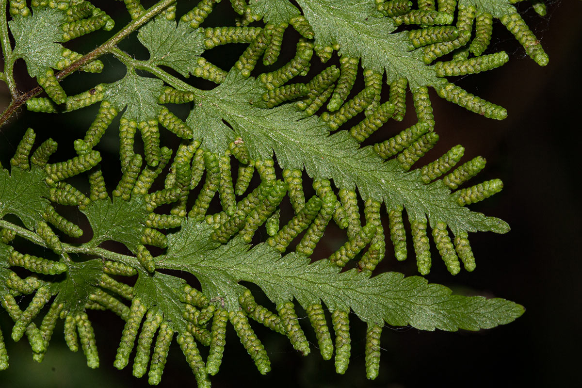 Lygodium kerstenii