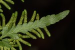 Lygodium kerstenii