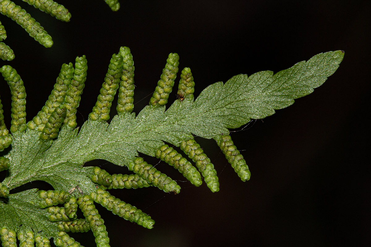 Lygodium kerstenii