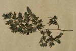 Lygodium kerstenii