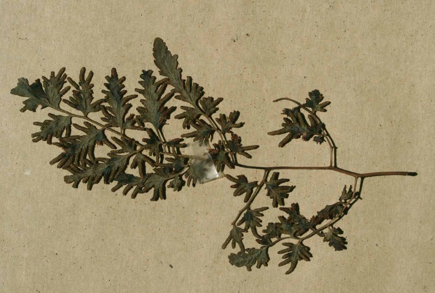 Lygodium kerstenii