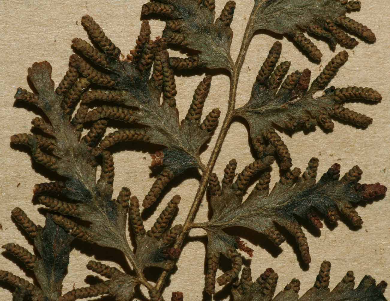Lygodium kerstenii