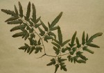 Lygodium kerstenii