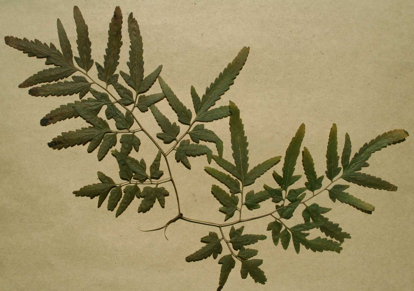 Lygodium kerstenii