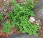 Lygodium kerstenii