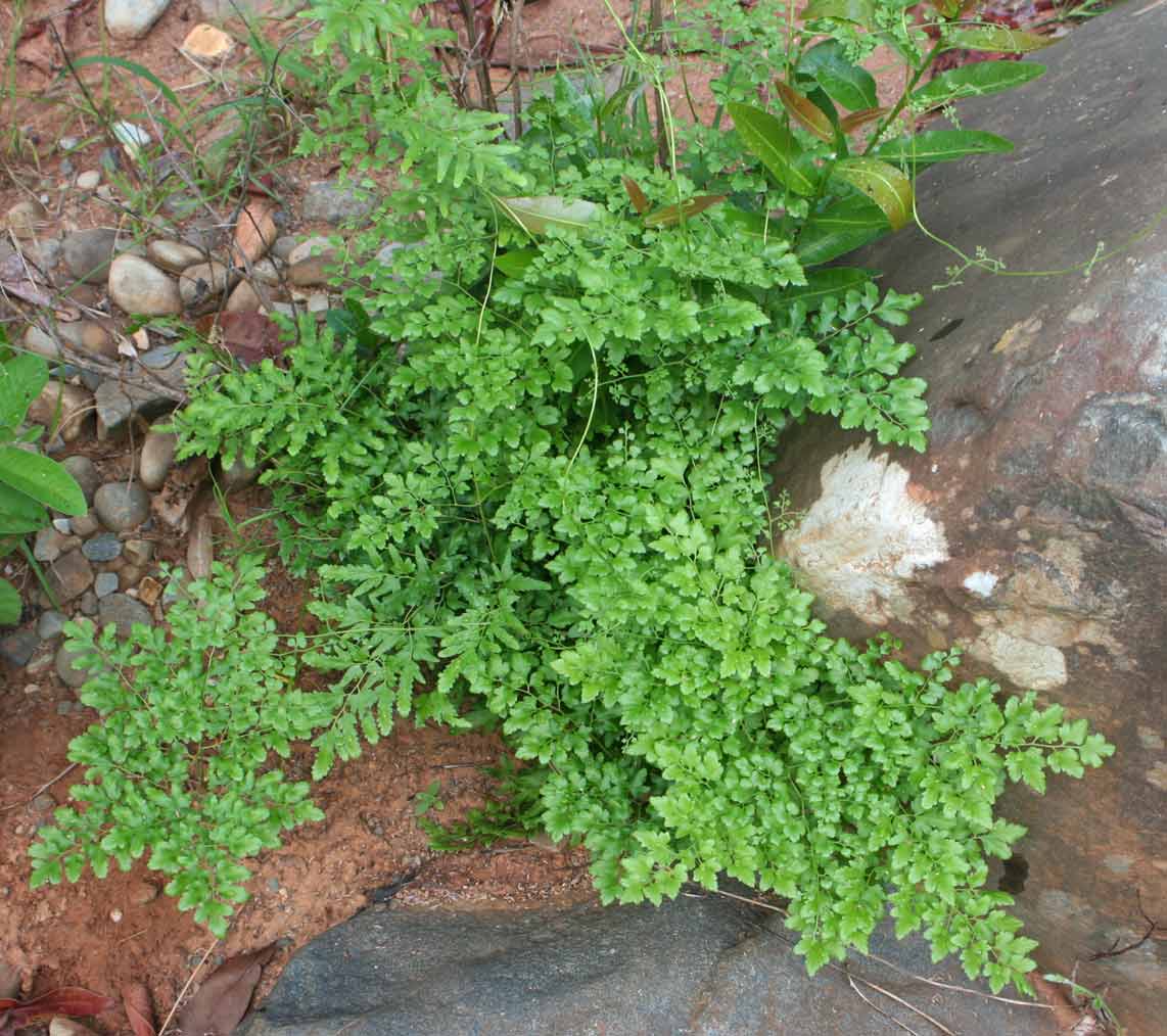 Lygodium kerstenii
