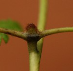 Lygodium kerstenii