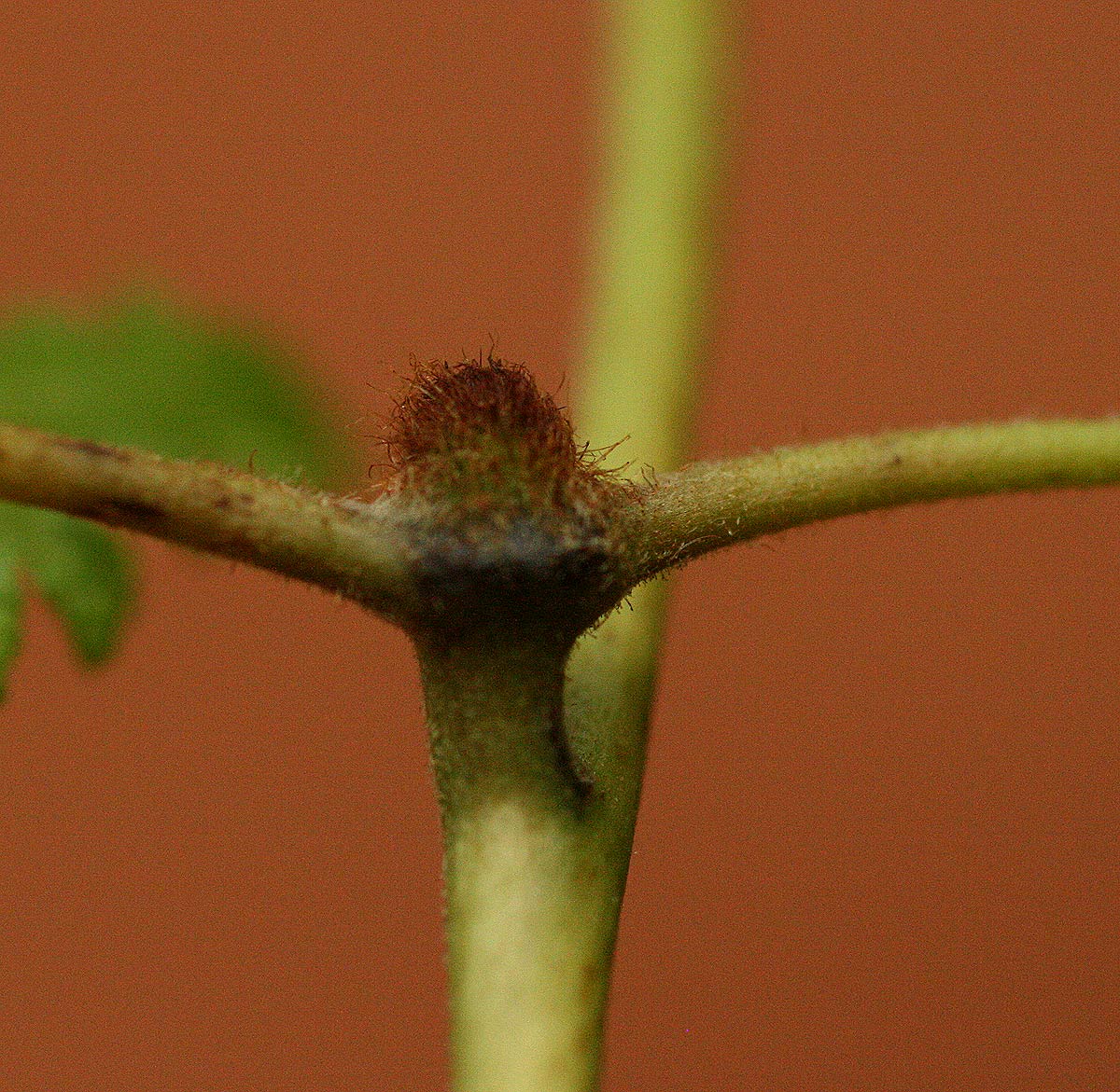 Lygodium kerstenii