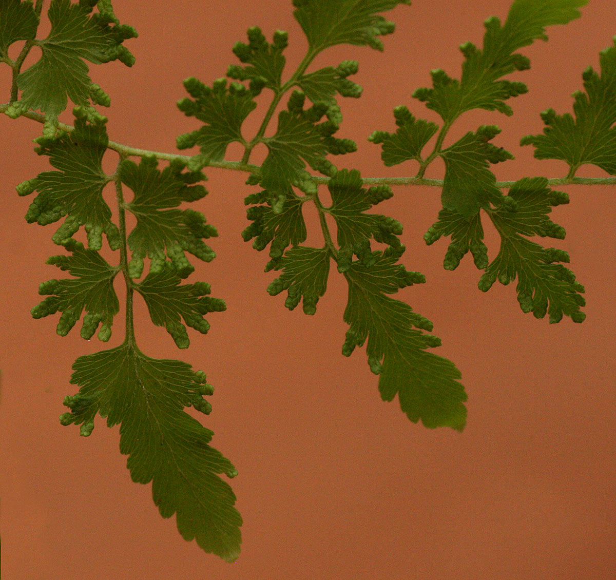 Lygodium kerstenii