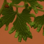 Lygodium kerstenii