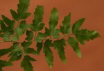 Lygodium kerstenii