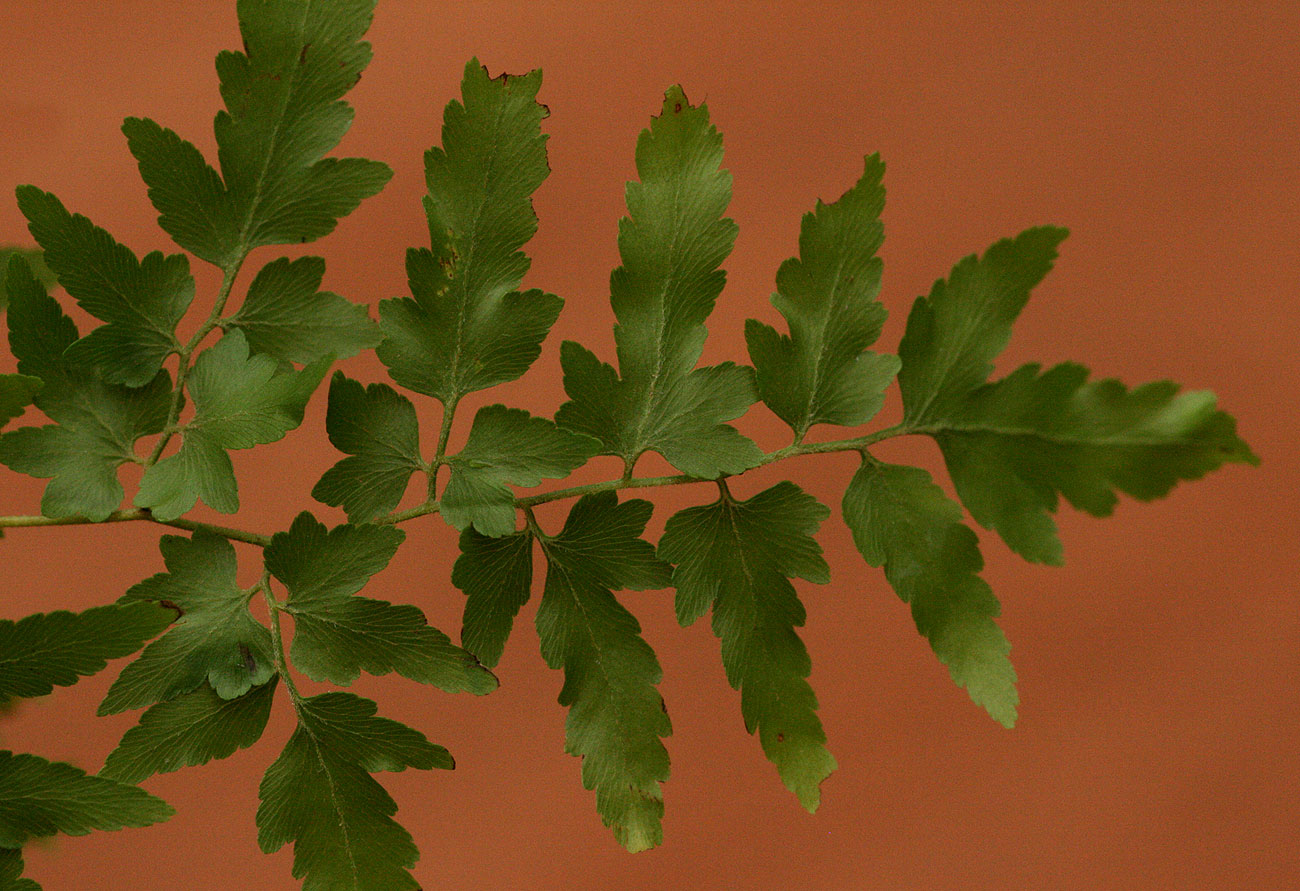Lygodium kerstenii