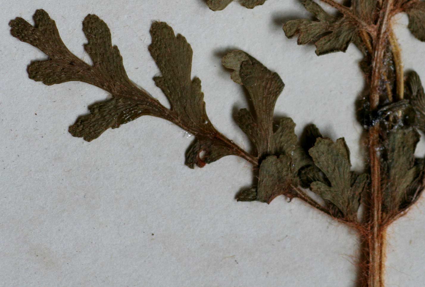 Anemia angolensis