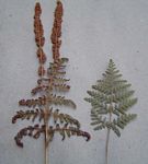 Anemia simii