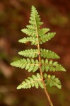 Anemia simii
